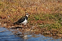 Lapwing - I